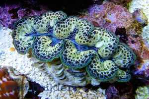 Conservation of Giant Clam